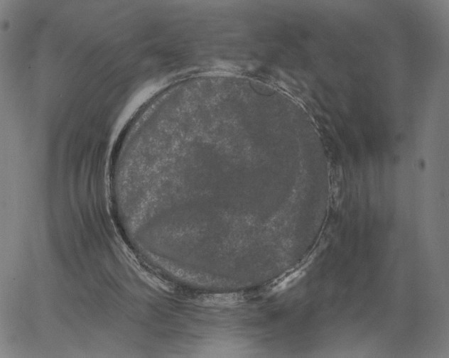 X0000062630102200601181730