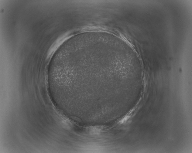 X0000062630103200601181730