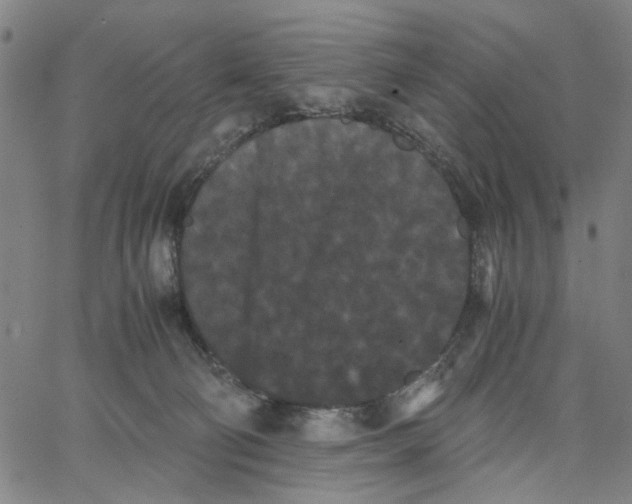 X0000062630130200601181729