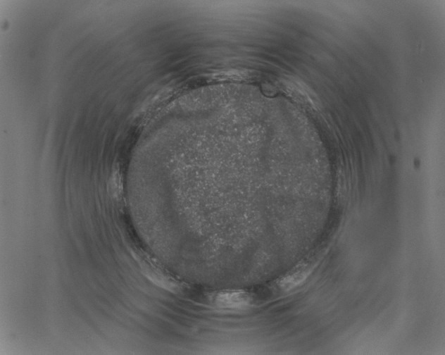 X0000062630173200601181729