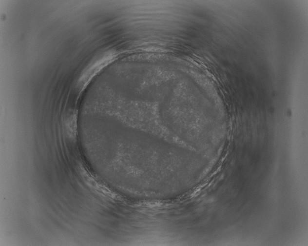 X0000062630194200601181728