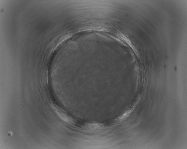 X0000062630205200601181728