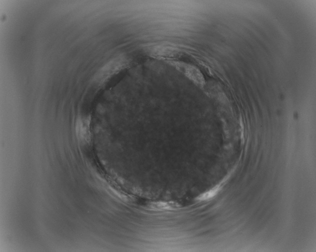 X0000062630239200601181727