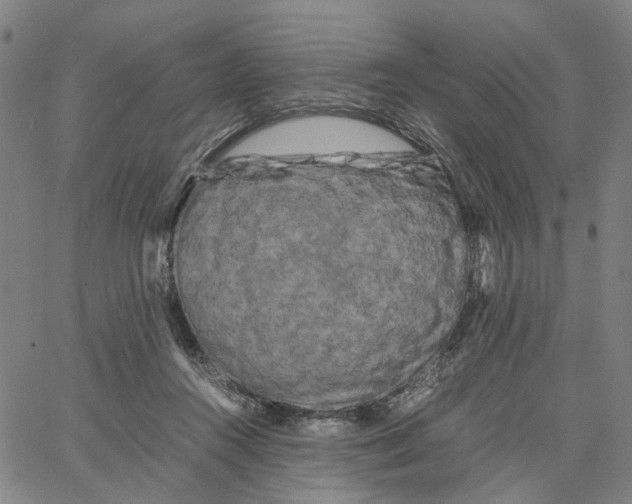 X0000062630360200601181725