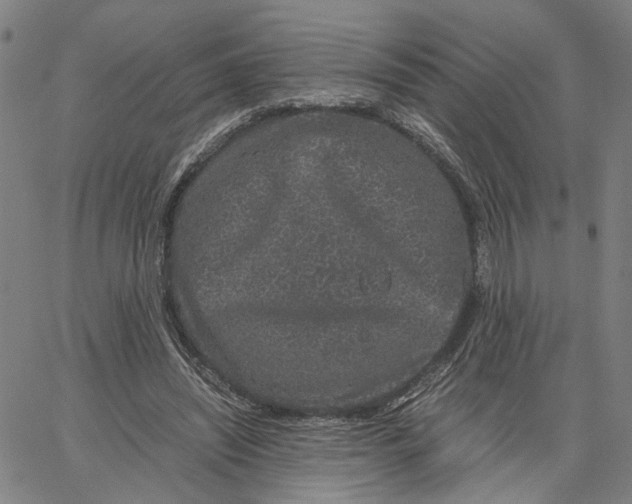 X0000062630444200601181724