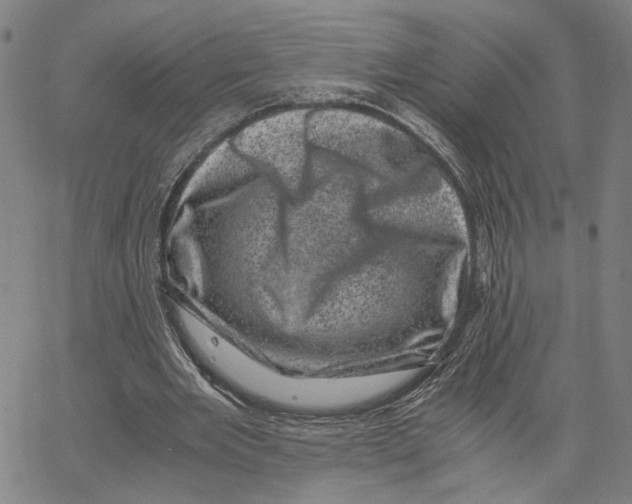 X0000062630485200601181723