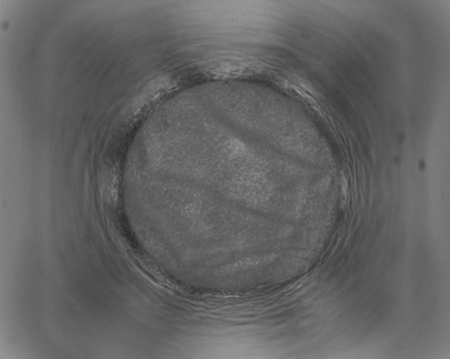 X0000062630499200601181723