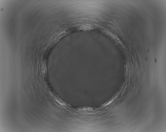 X0000062630517200601181723