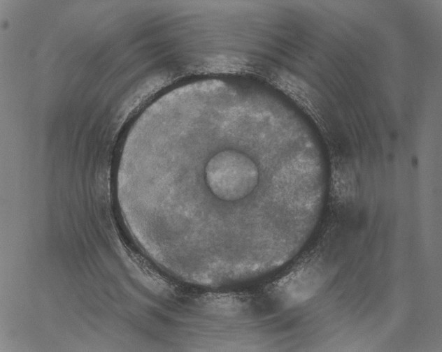 X0000062630534200601181722