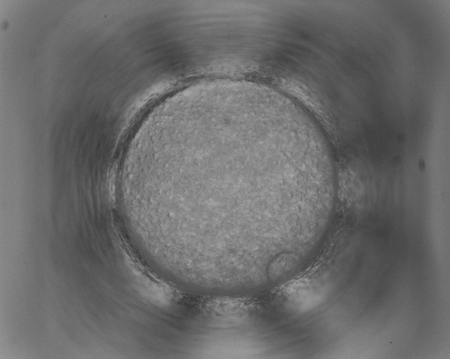 X0000062630632200601181720