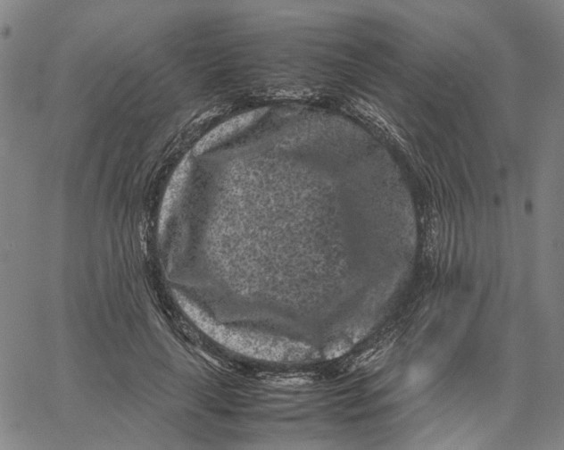 X0000062630643200601181721