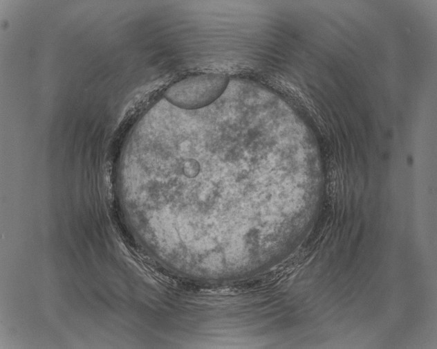 X0000062630688200601181720