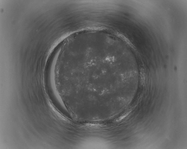 X0000062630726200601181719