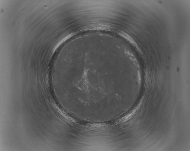 X0000062630826200601181717