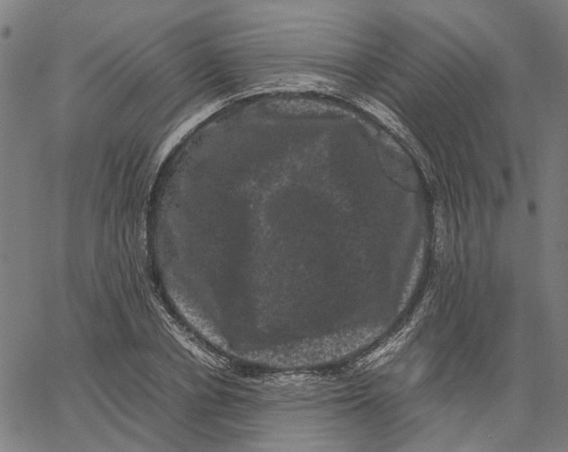 X0000062630834200601181717