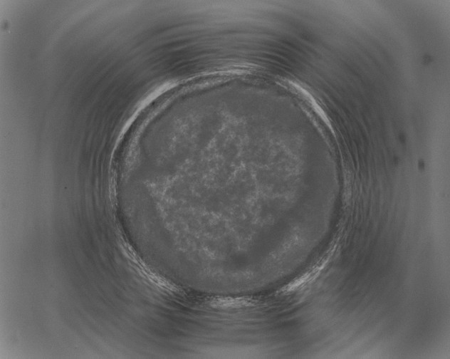 X0000062630835200601181717