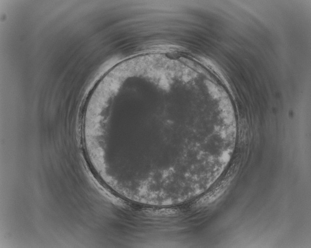 X0000062630851200601181718