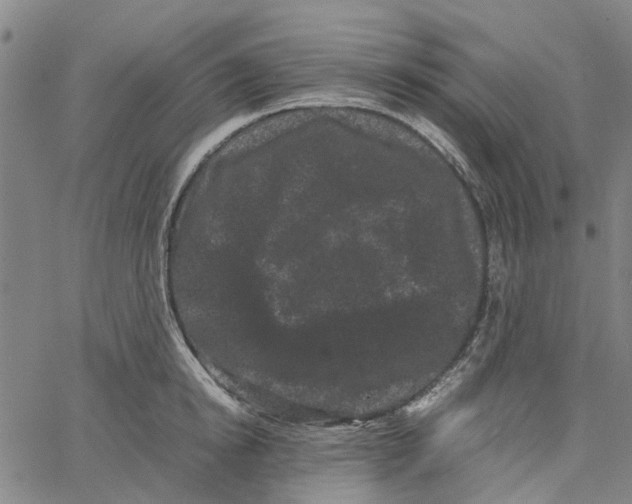 X0000062630854200601181718