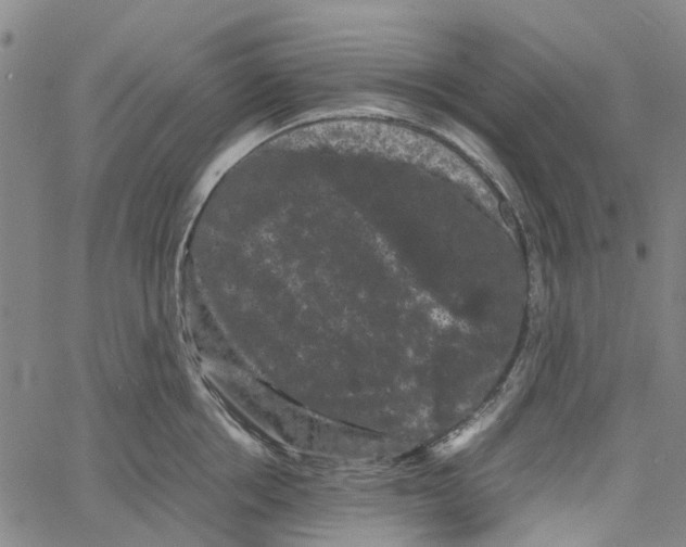 X0000062630858200601181718