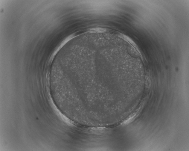 X0000062630859200601181718