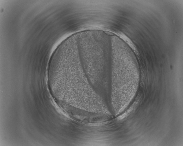 X0000062630904200601181717