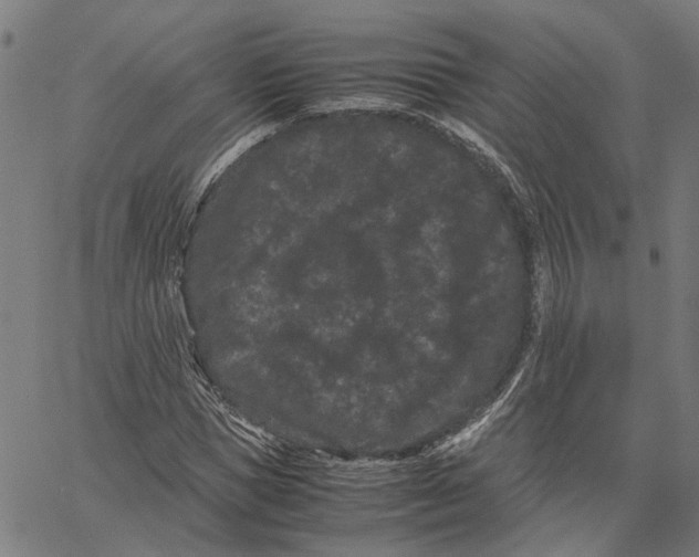 X0000062630921200601181716