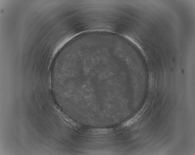 X0000062630925200601181716