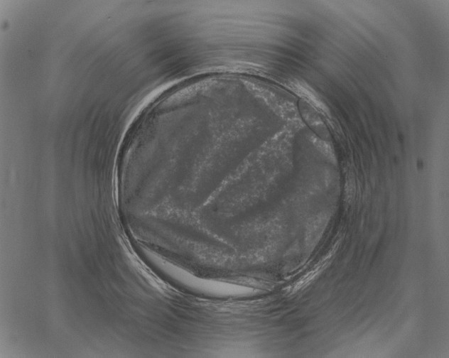 X0000062630940200601181716