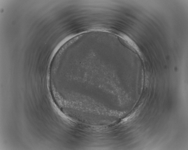 X0000062630955200601181716