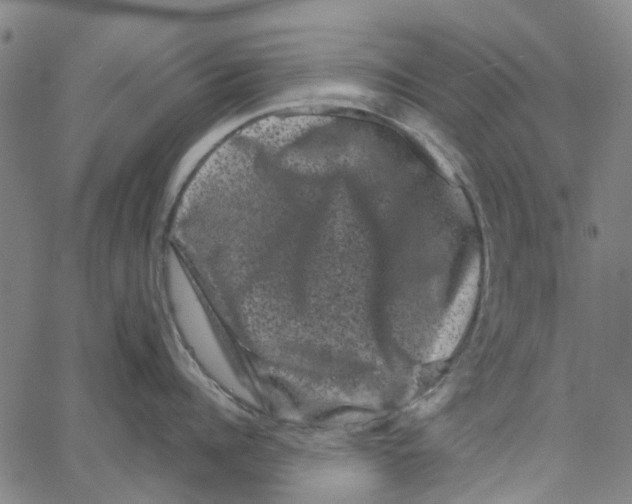 X0000062630960200601181716