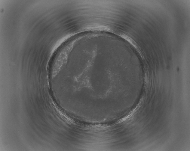 X0000062631022200601181714