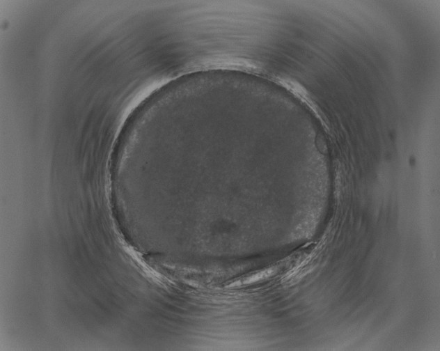 X0000062631024200601181714