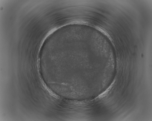 X0000062631029200601181714