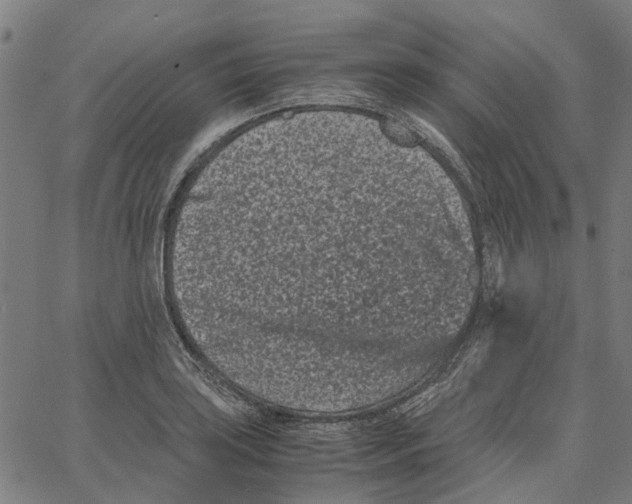 X0000062631035200601181714