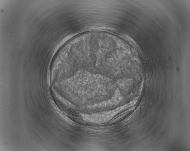 X0000062631036200601181714