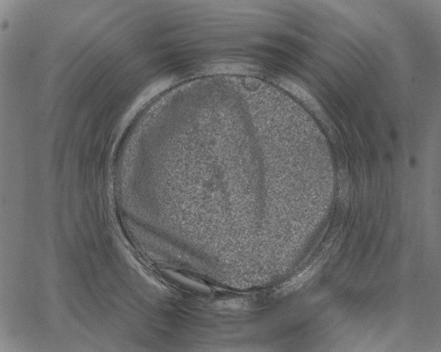 X0000062631043200601181715