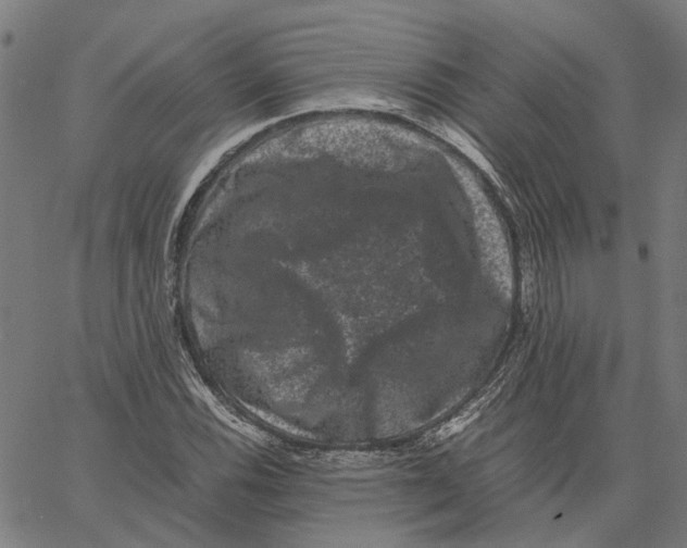 X0000062631116200601181713