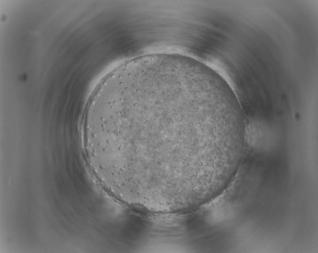 X0000062631150200601181713