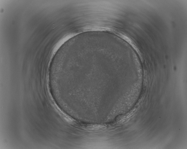 X0000062631187200601181712