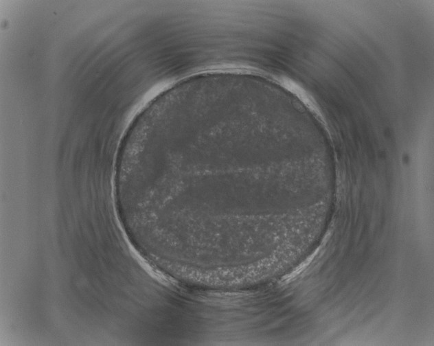 X0000062631237200601181712