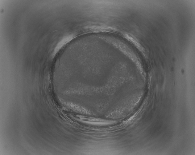 X0000062631261200601181711