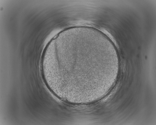 X0000062631285200601181710