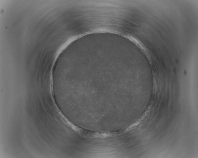 X0000062631286200601181710