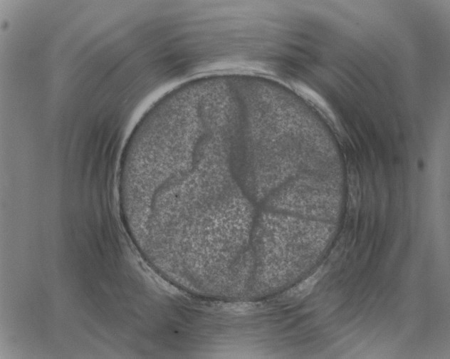 X0000062631288200601181710