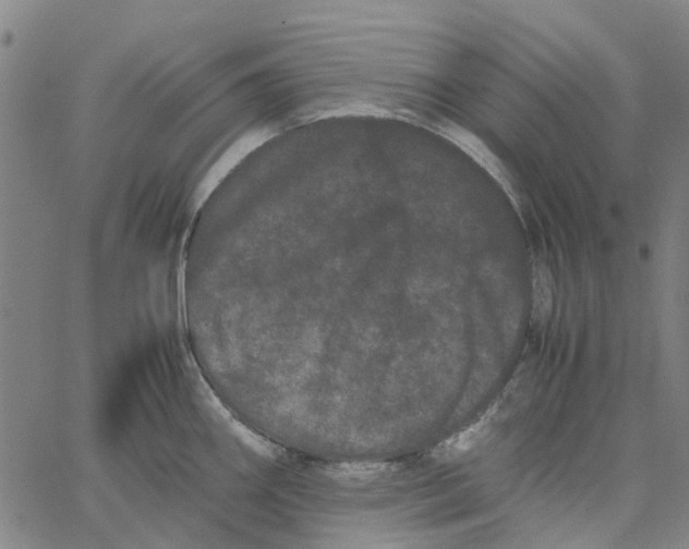 X0000062631290200601181710