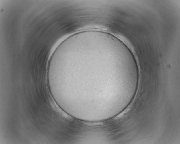 X0000062631296200601181710