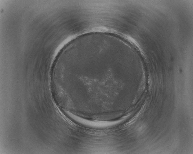 X0000062631326200601181710