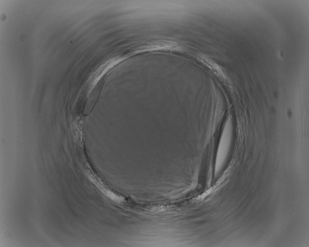 X0000062631369200601181709