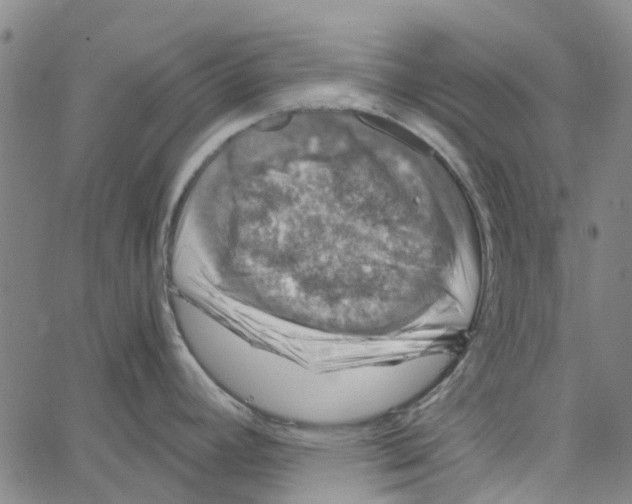 X0000062631392200601181709