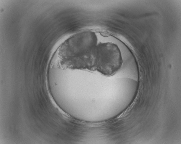 X0000062631440200601181709